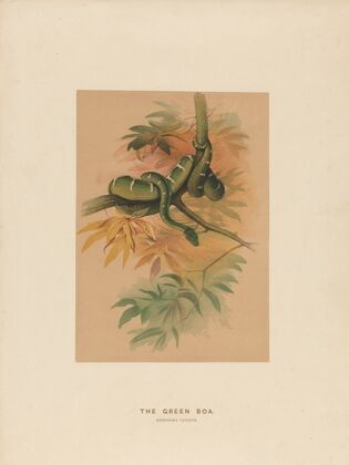 The Green Boa