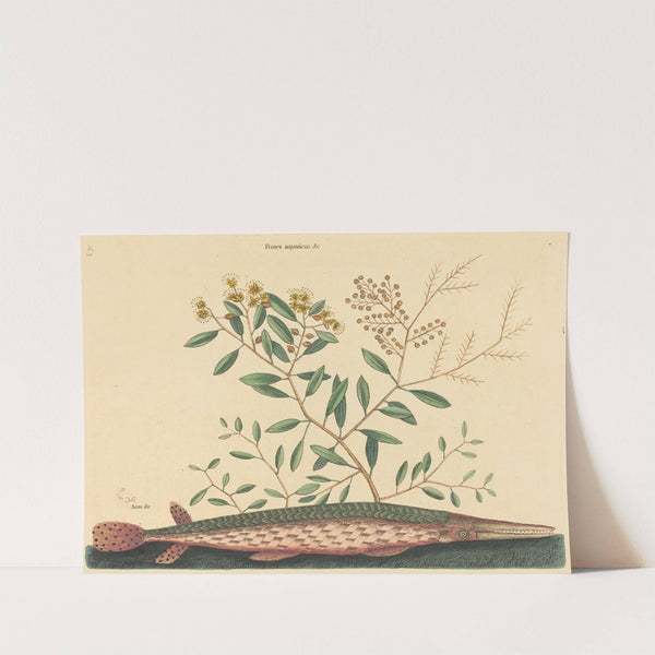 The Green Gar Fish (Esox osseus) by Mark Catesby