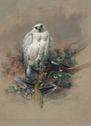The Greenland Falcon