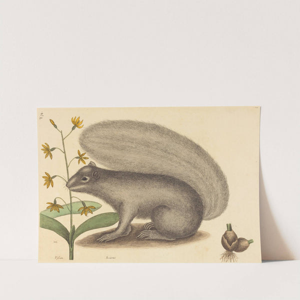 The Grey Fox Squirrel (Sciurus cinereus) by Mark Catesby