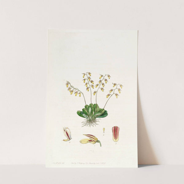 The Groby Pleurothallis by Sydenham Edwards