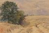 The hayfield