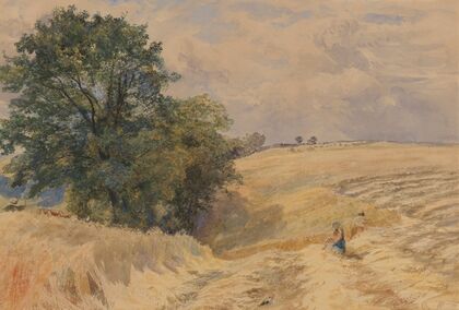 The hayfield