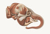 The head of the Elephant from the right after removal of the Superficial muscles