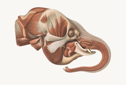 The head of the Elephant from the right after removal of the Superficial muscles