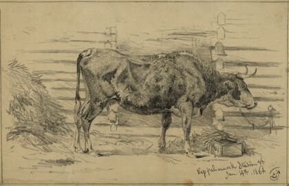 The headquarter cow
