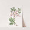 The Highclere Blush Azalea by Sydenham Edwards