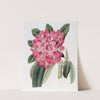 The Highclere Rhododendron by Sydenham Edwards