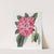 The Highclere Rhododendron by Sydenham Edwards