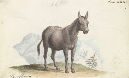 The Hinny (1837)