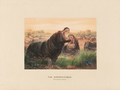 The Hippopotamus