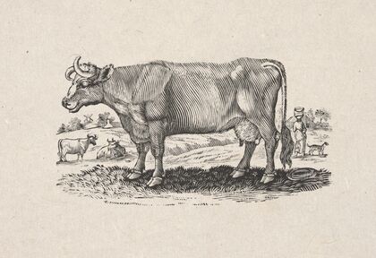 The Holstein, or Dutch breed