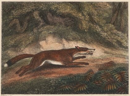 The Hunted Fox (1812)