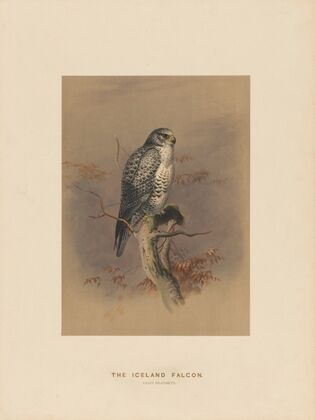 The Iceland Falcon