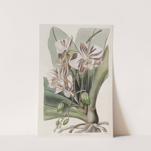 The Indian Butterfly-plant by Sydenham Edwards