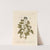 The ivy tree by Elizabeth Blackwell