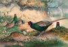 The Japan Pheasant