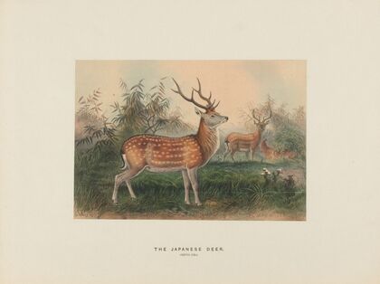 The Japanese Deer