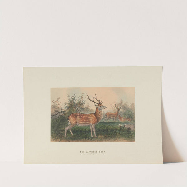 The Japanese Deer (1861-1867) by Joseph Wolf
