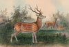 The Japanese Deer