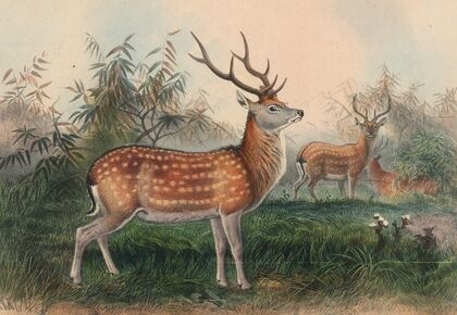 The Japanese Deer