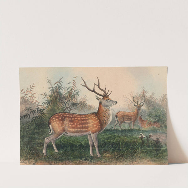 The Japanese Deer by Joseph Wolf