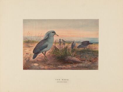 The Kagu