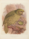 The Kakapo or Owl Parrot Stringops Habroptilus