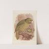 The Kakapo or Owl Parrot Stringops Habroptilus by John Gerrard Keulemans