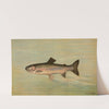 The Kern River Trout, Salmo irideus gilberti. by John L. Petrie