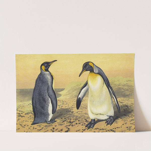 The King Penguin by Thomas Waterman Wood
