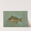 The Kingfish, Whiting, or Barb, Mentichirrhus nebulosus. by John L. Petrie