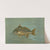 The Kingfish, Whiting, or Barb, Mentichirrhus nebulosus. by John L. Petrie