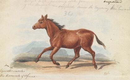 The Koomrah Horse (1837)