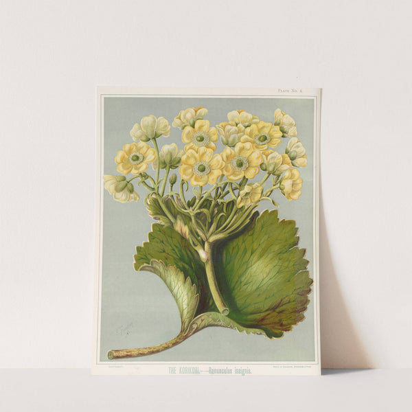 The Korikori. - Ranunculus insignis. Plate 4 by Sarah Featon