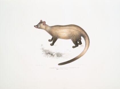 The Kuttaas [Pennant’s Paradoxurus], Paradoxurus Pennantii. Higher Provinces of Bengal.