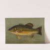 The Large-Mouthed Black Bass, Micropterus salmoides. by John L. Petrie
