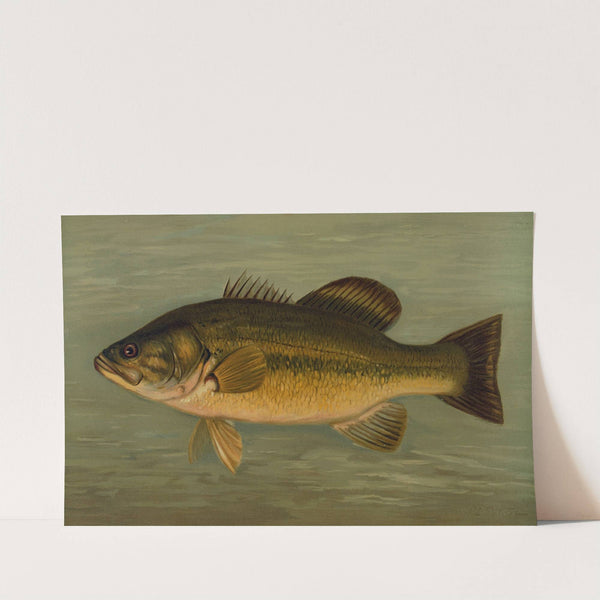 The Large-Mouthed Black Bass, Micropterus salmoides. by John L. Petrie