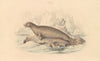 The Leopard Seal