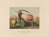 The Leucoryx Antelope