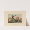 The Leucoryx Antelope (1861-1867) by Joseph Wolf