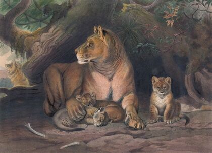 The Lion