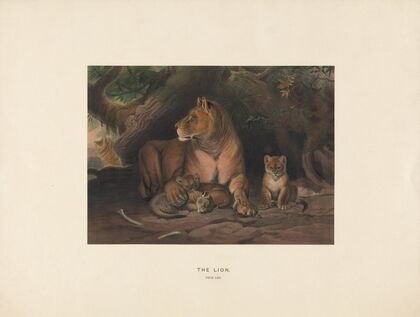 The Lion
