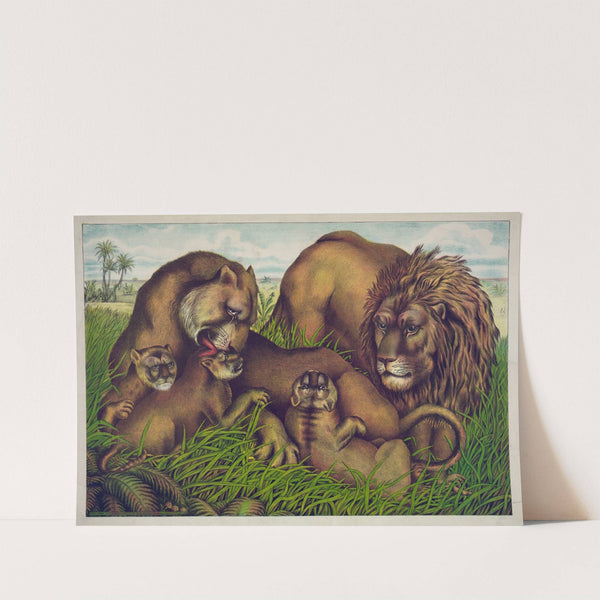 The lion family (1874) by Gibson &amp; Co. Lith