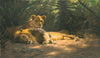 The Lions’ Den