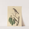 The Little Brown Flycatcher by Mark Catesby