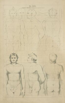 The male trunk – its proportions
