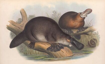 The mammals of Australia Pl.001