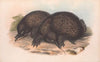The mammals of Australia Pl.002