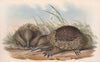 The mammals of Australia Pl.003